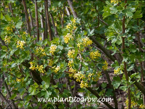 Clove Current (Ribes odoratum)